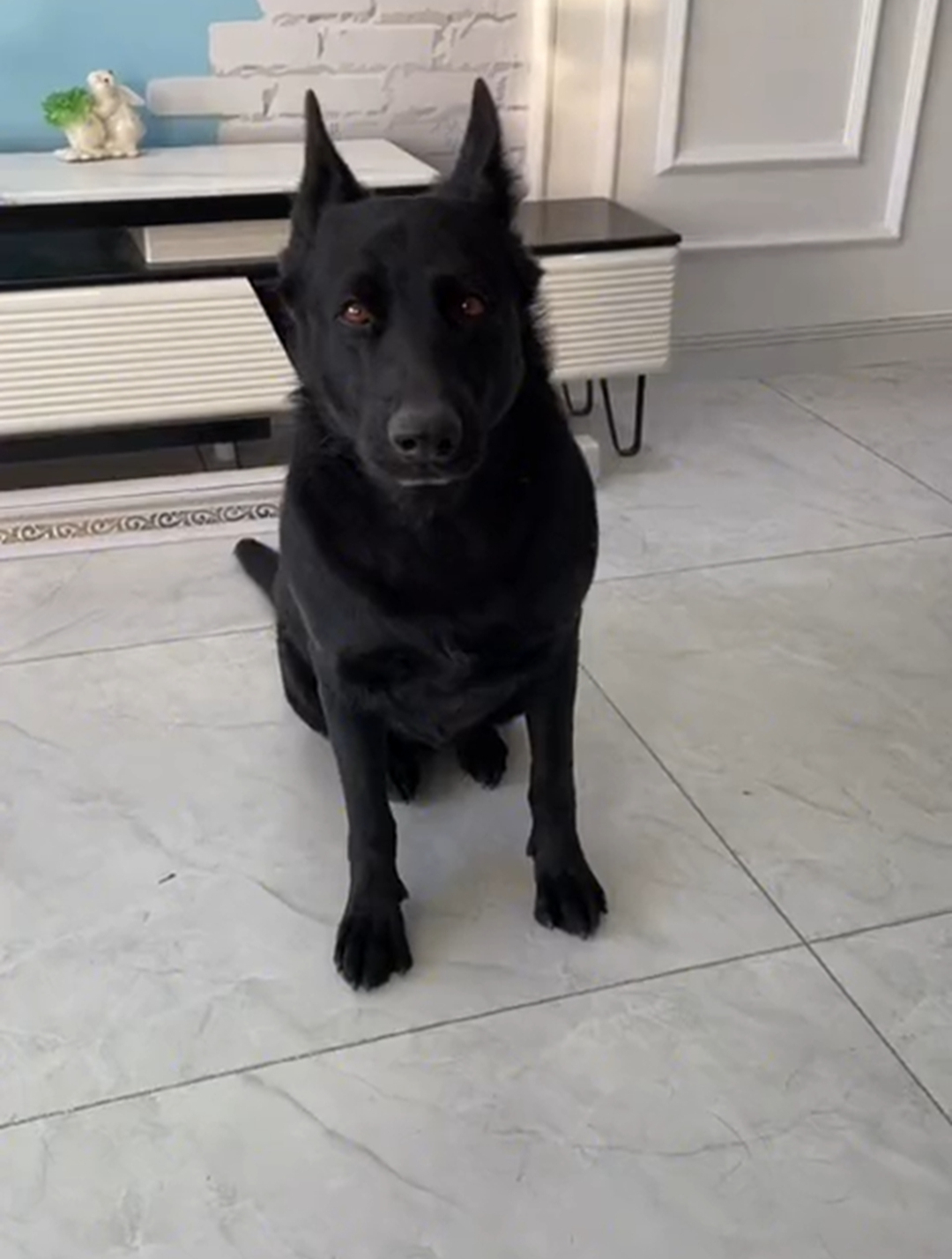 这么久没更新胖子 主要是她有工作在忙 特意发个视频-度小视