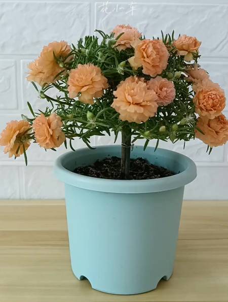 嗨 太阳花棒棒糖 宿根重瓣太阳花-度小视