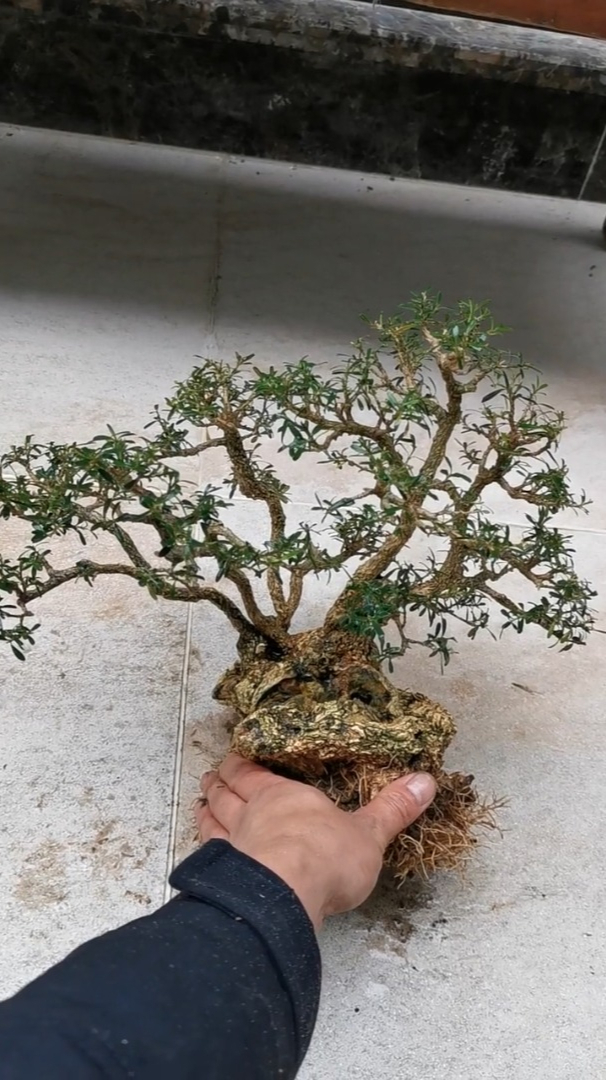 十分难得的大坨坨黄杨桩