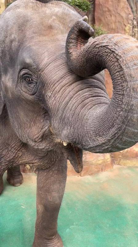 大象是一种很聪明的动物哦.智商特别高 特别通人性哦-度小视