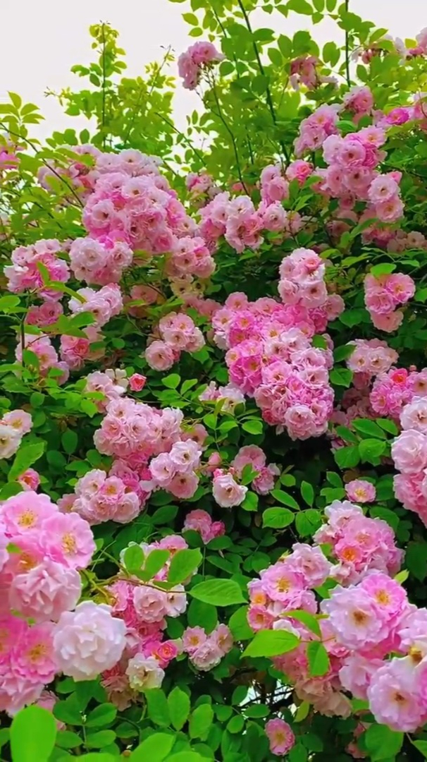 治愈风景欣赏春风昨夜入我家唤醒门前蔷薇花赏花