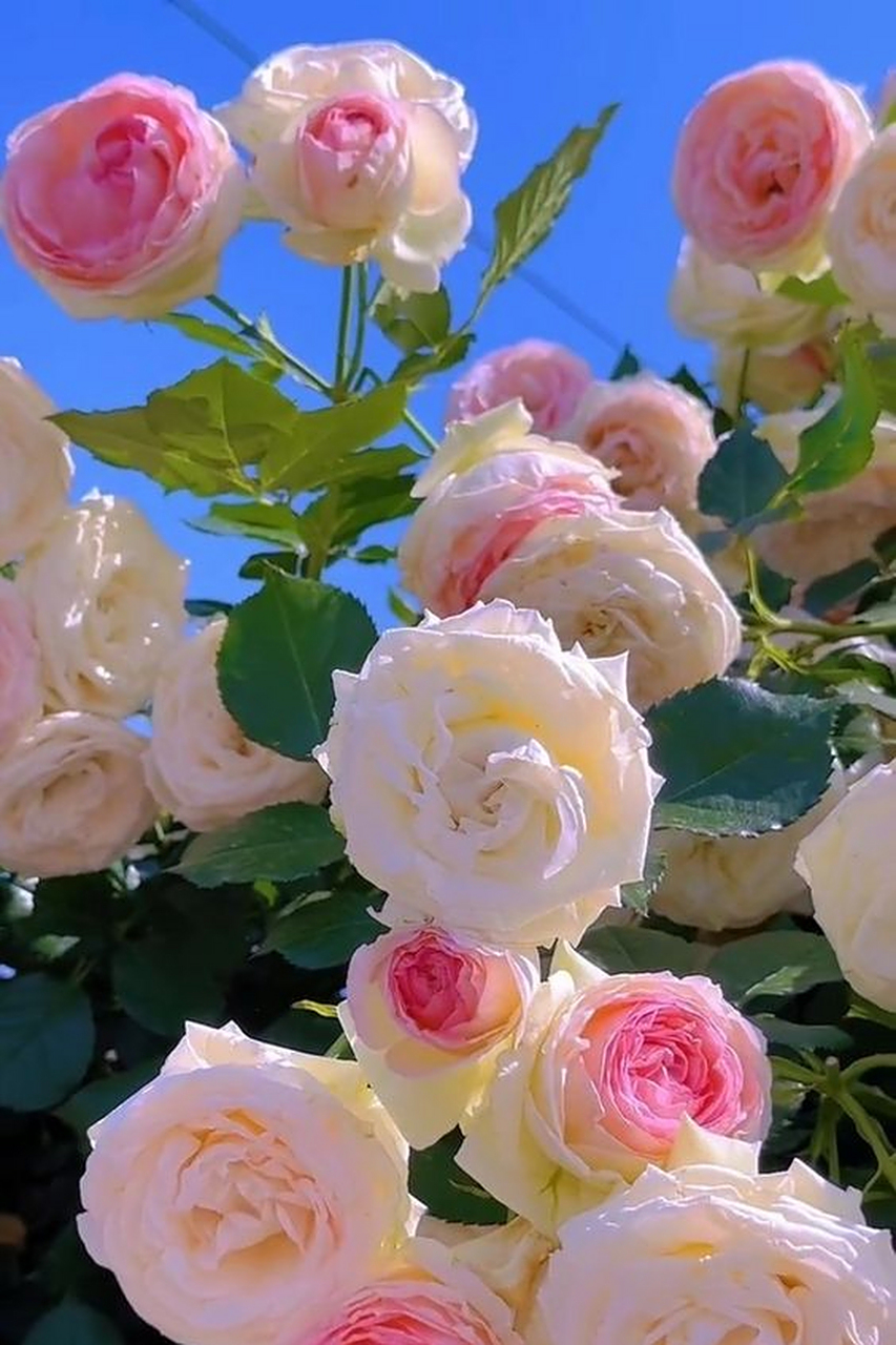 蓝天下的玫瑰花