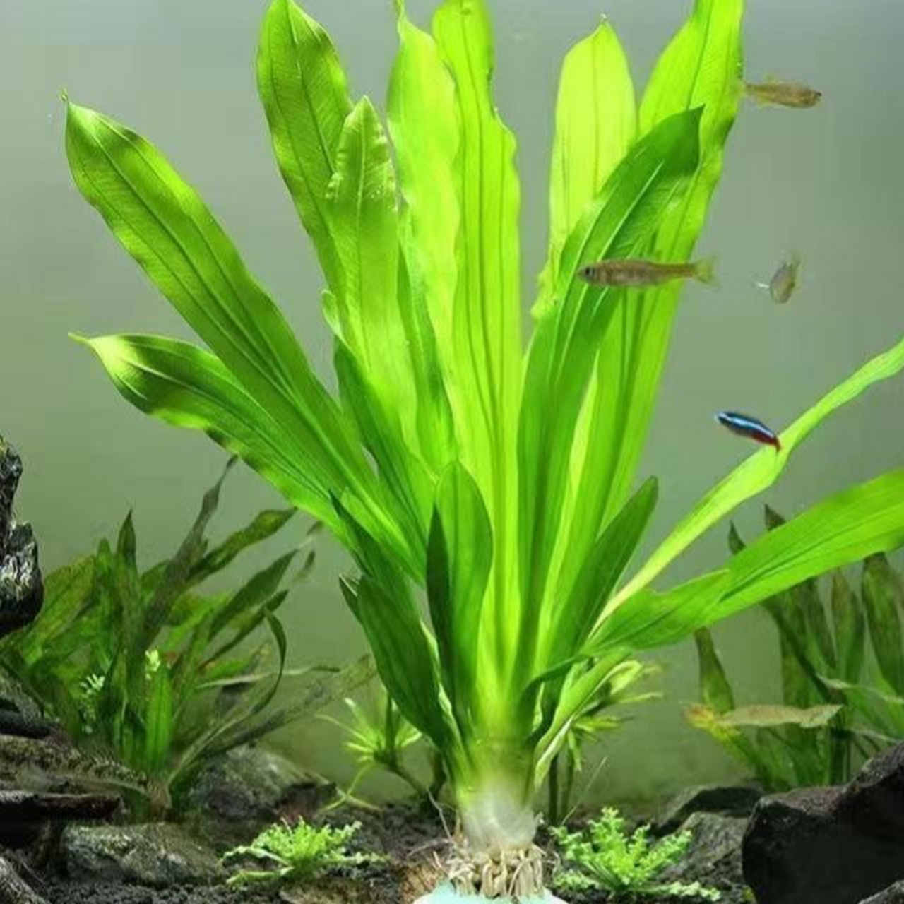 九冠水草是一种受欢迎的水生植物,但叶子发黄可能是由于光照不足,温度