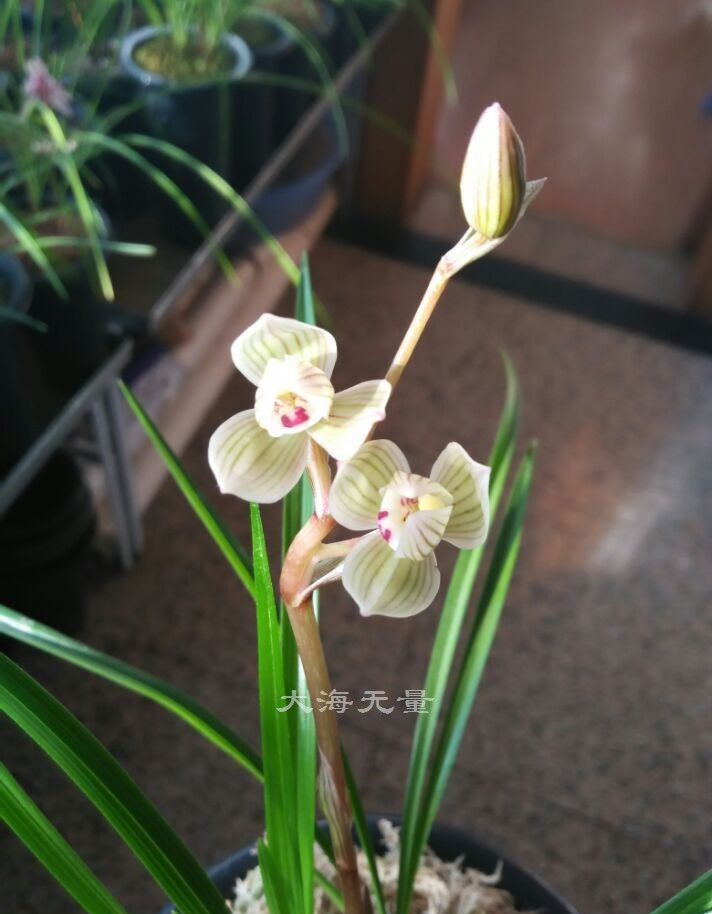 多年前云南大理下山了一个荷瓣型兰花,后开出了极品的圆荷