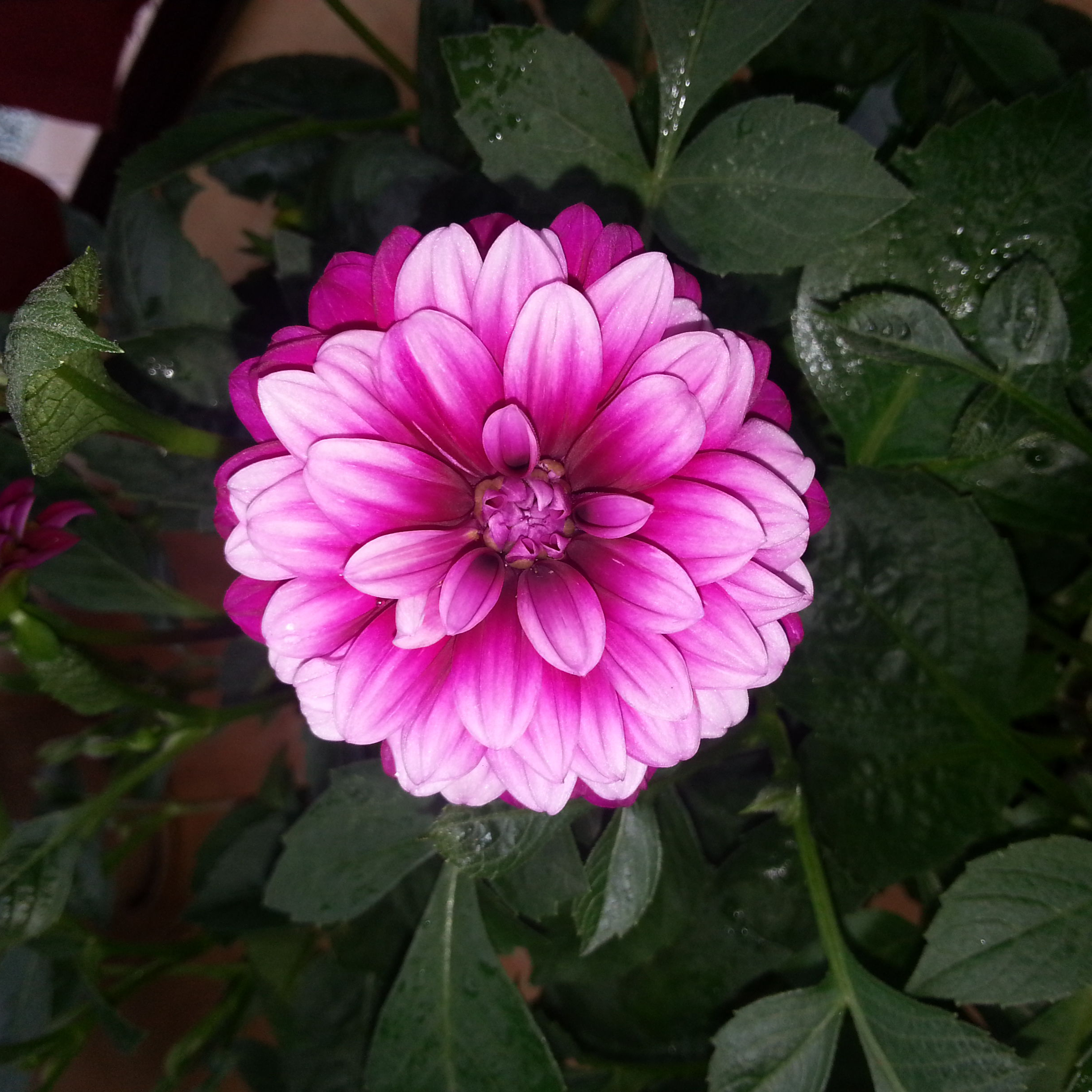 小丽花的花语与寓意:充满希望与活力的象征