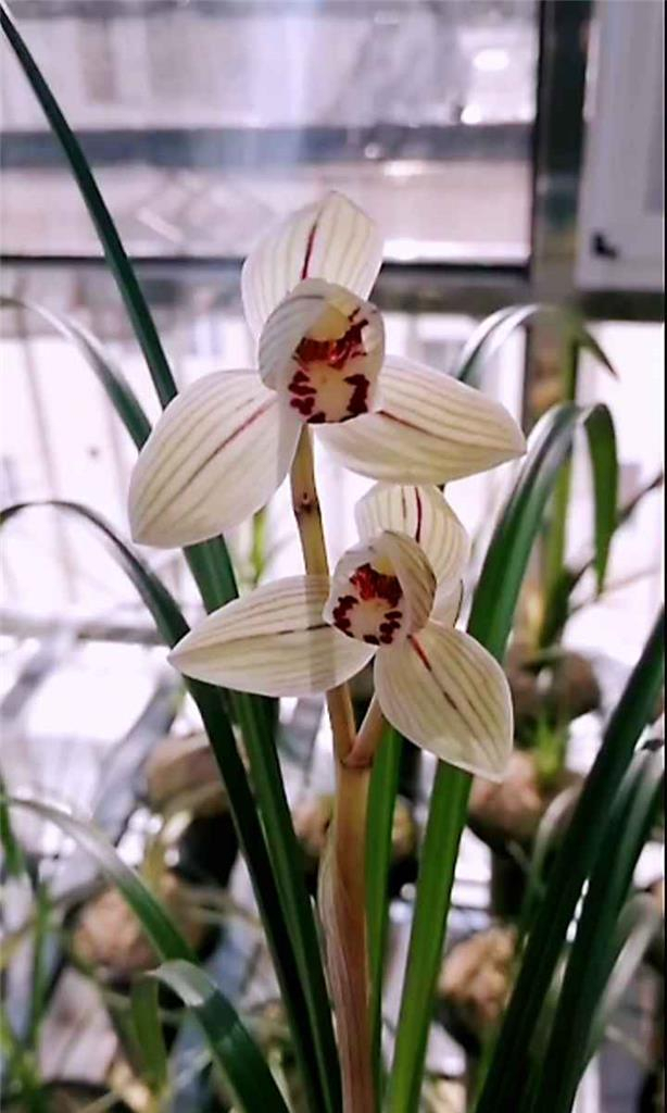 莲瓣兰名品"聚宝荷"花姿秀丽,大气典雅,养上一盆很显品味