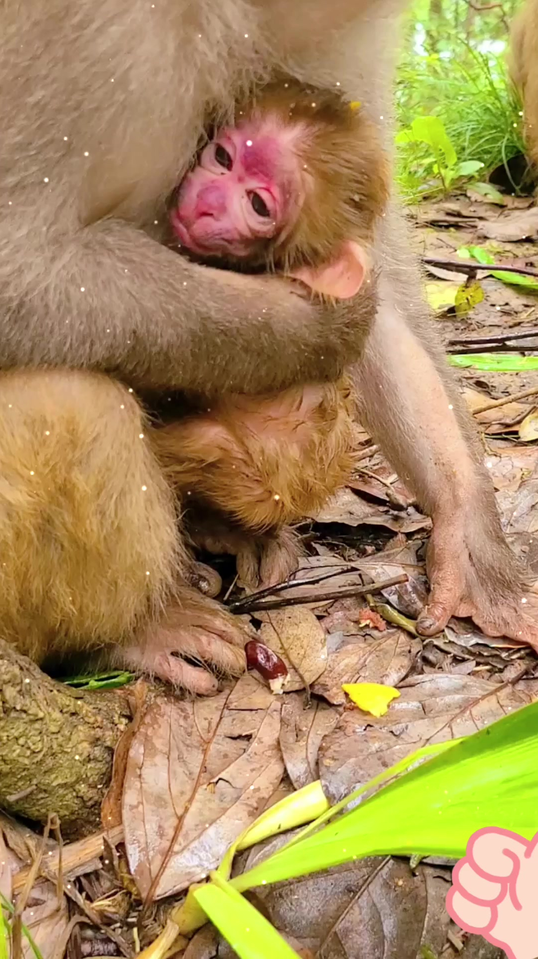 刚出生几天的小猴子,真是太可爱了,游客们都给它食物吃