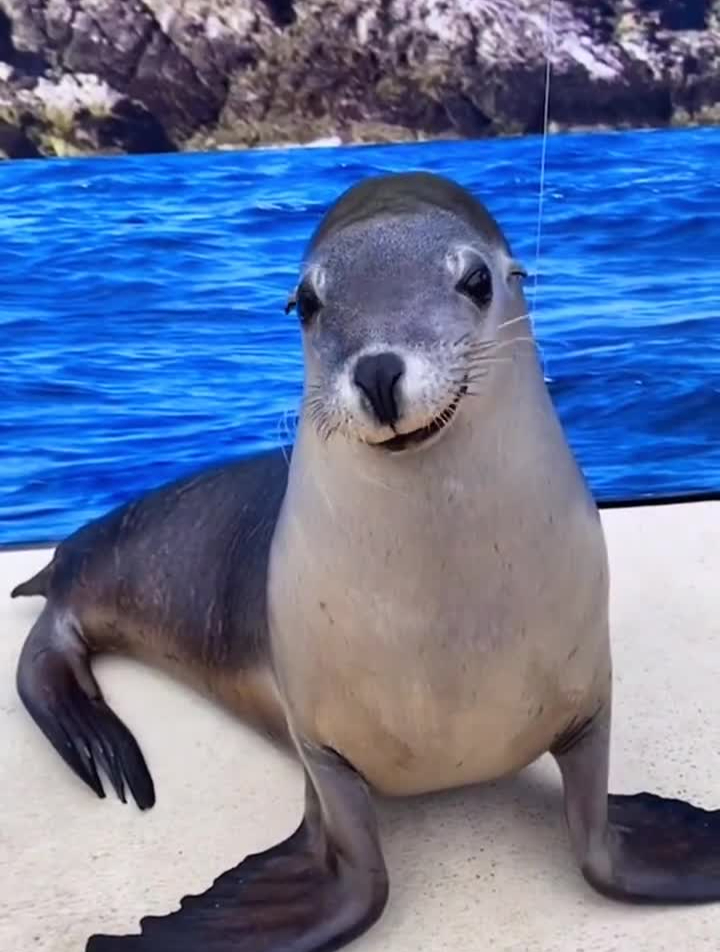 海豹:这样的笑容迷倒你了吗-度小视