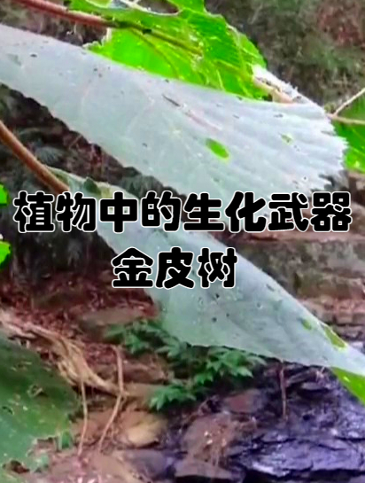 植物中的生化武器,金皮樹