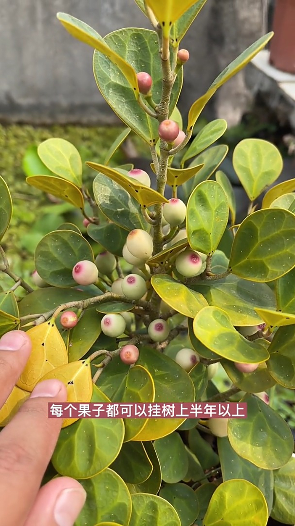 园艺小盼菩提既能观叶又能观果每个果子可以挂树上半年以上