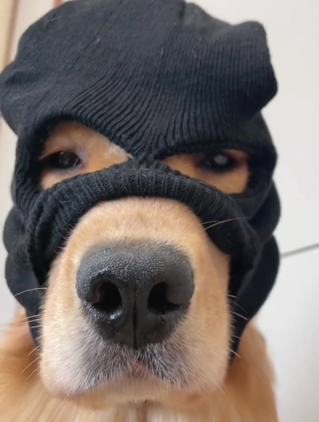 主人给狗狗戴上面具,接下来的一幕,我笑抽了!