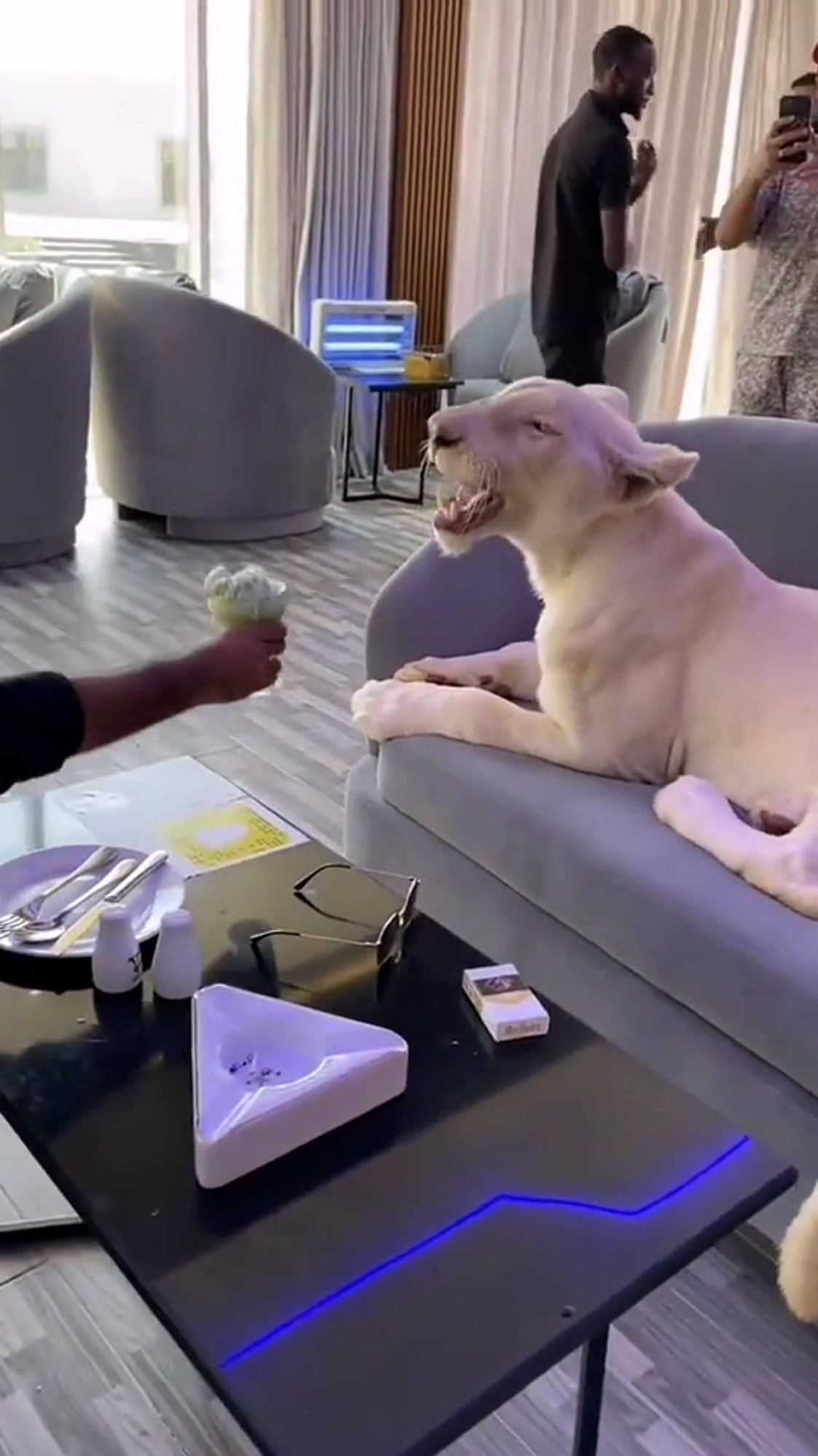 迪拜土豪的宠物大猫咪一般人驾驶不了它们你想养这样的宠物吗