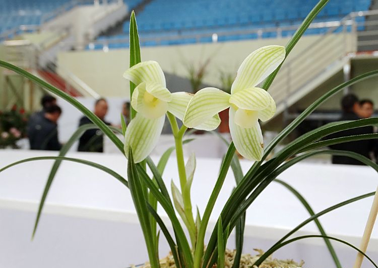 莲瓣兰素花荷瓣极品——永怀素,花容优美,花色迷人,独具韵味