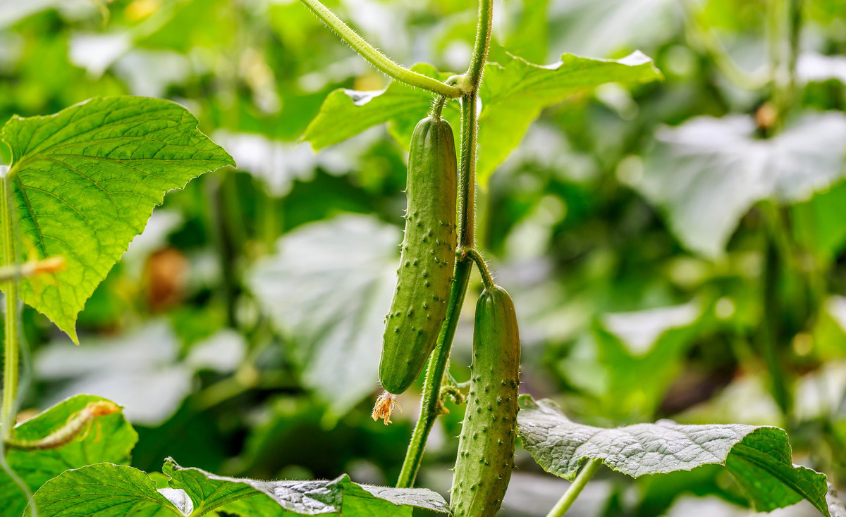 大棚温室黄瓜种植技术,注意以下几点,让农作物高产不再难!