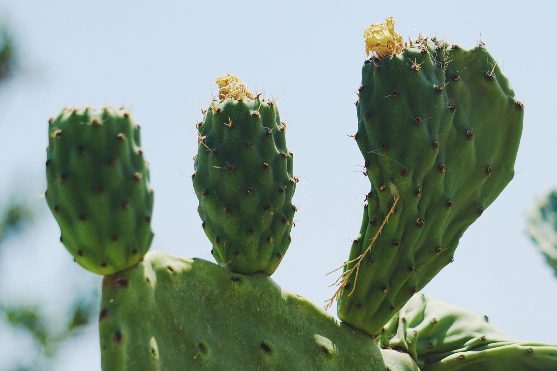 仙人掌是一种需要特殊关怀的多肉植物.