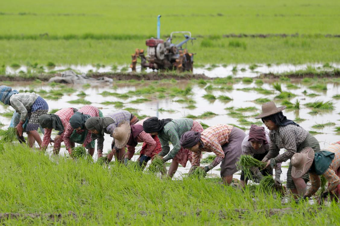 缅甸农业发展较好,在东南亚国家中地位如何?真实数据做出答复