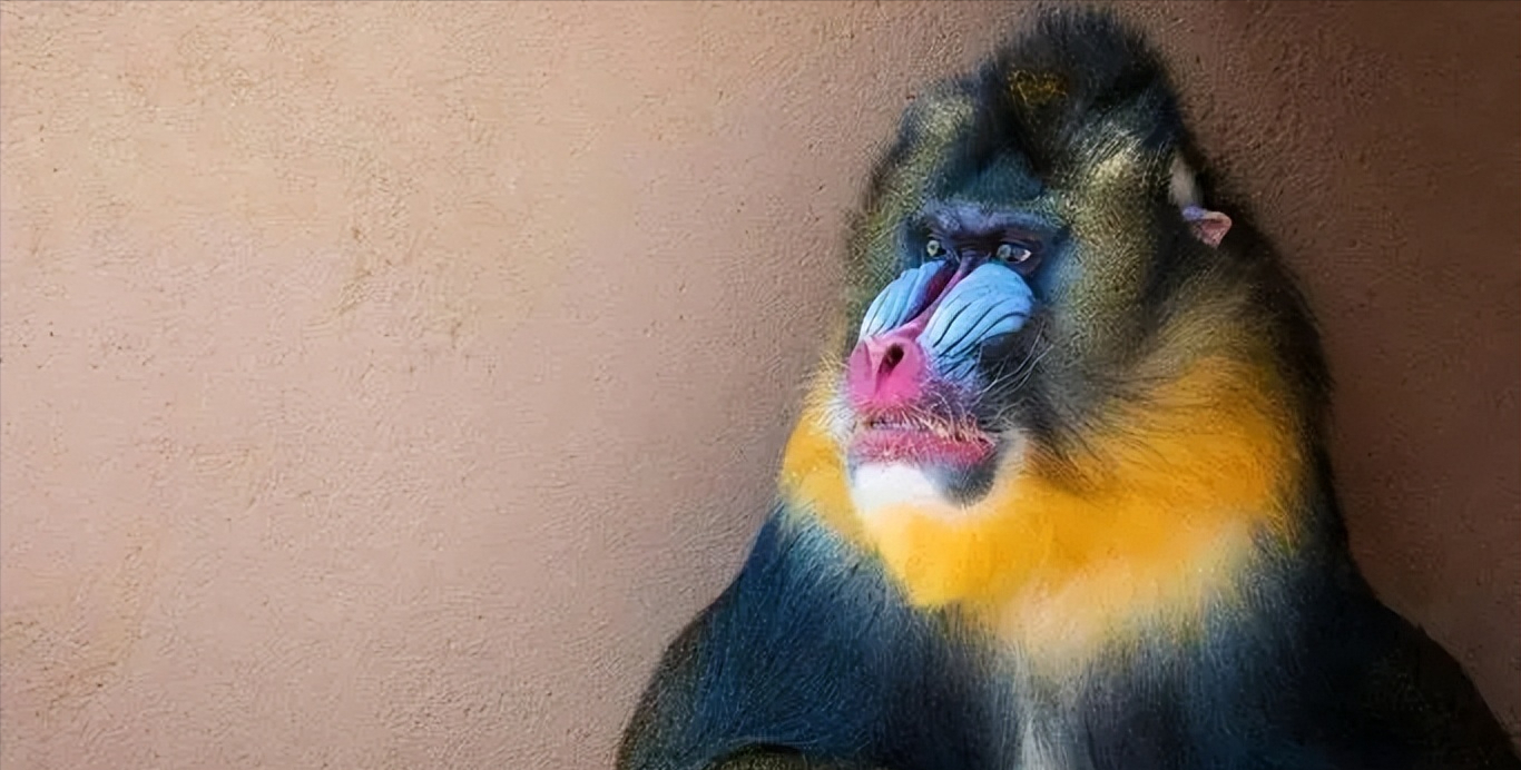 俗话说宁遇豺狼不碰山魈山魈是什么为什么让人忌惮呢