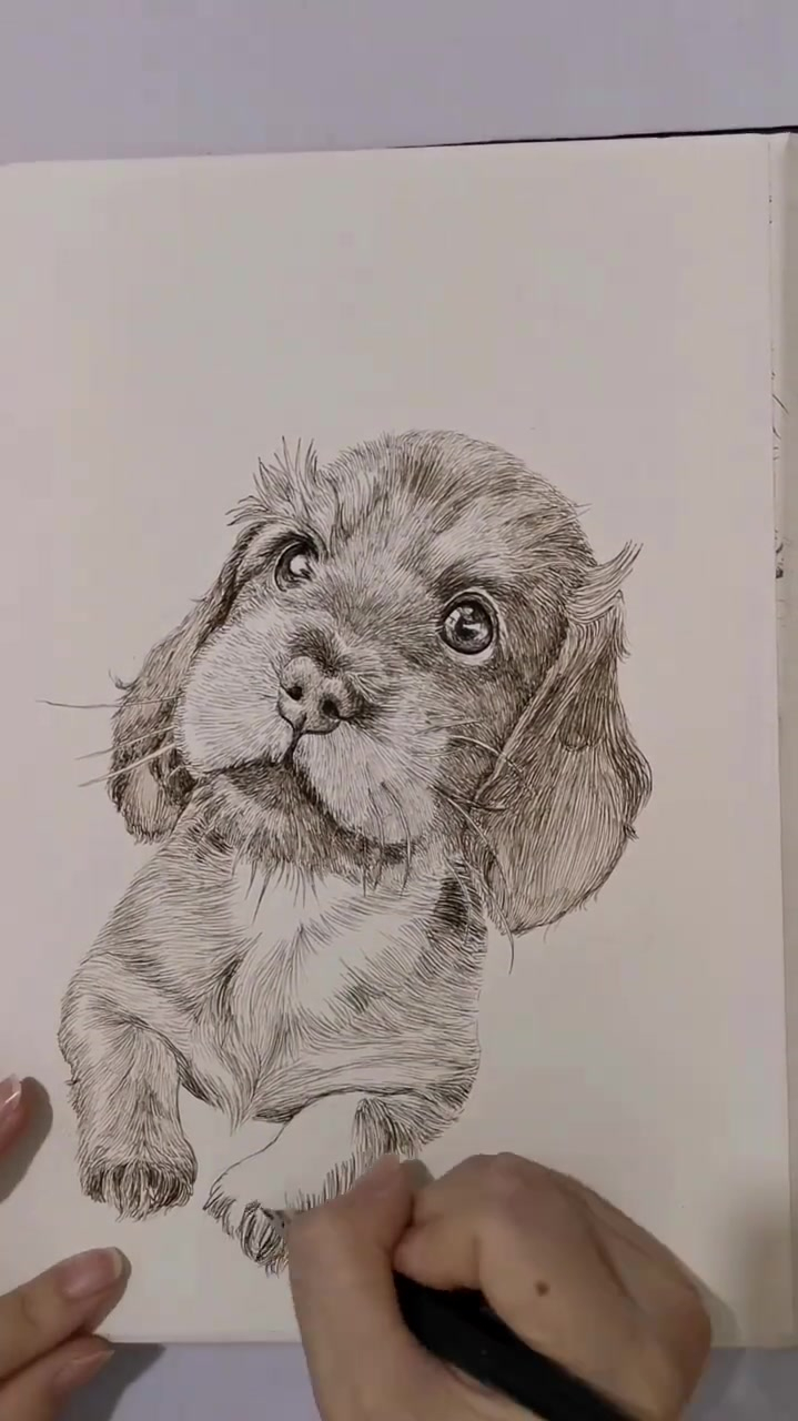 钢笔淡彩画作品,可爱狗狗