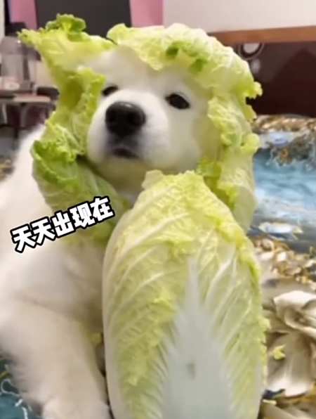 网络热门菜狗表情包大揭密