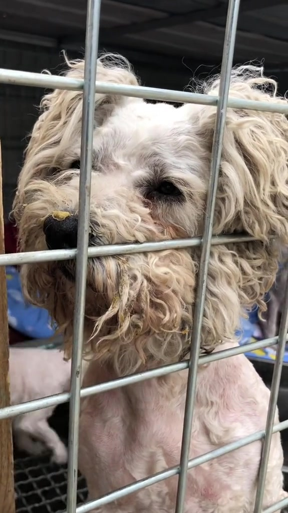 创作灵感 关爱流浪狗 救助流浪狗 比熊