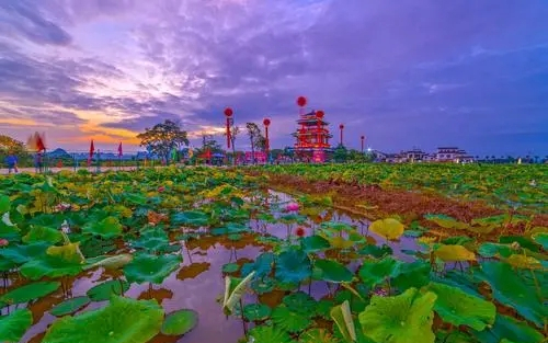贵港市荷美覃塘景区提升规模大
