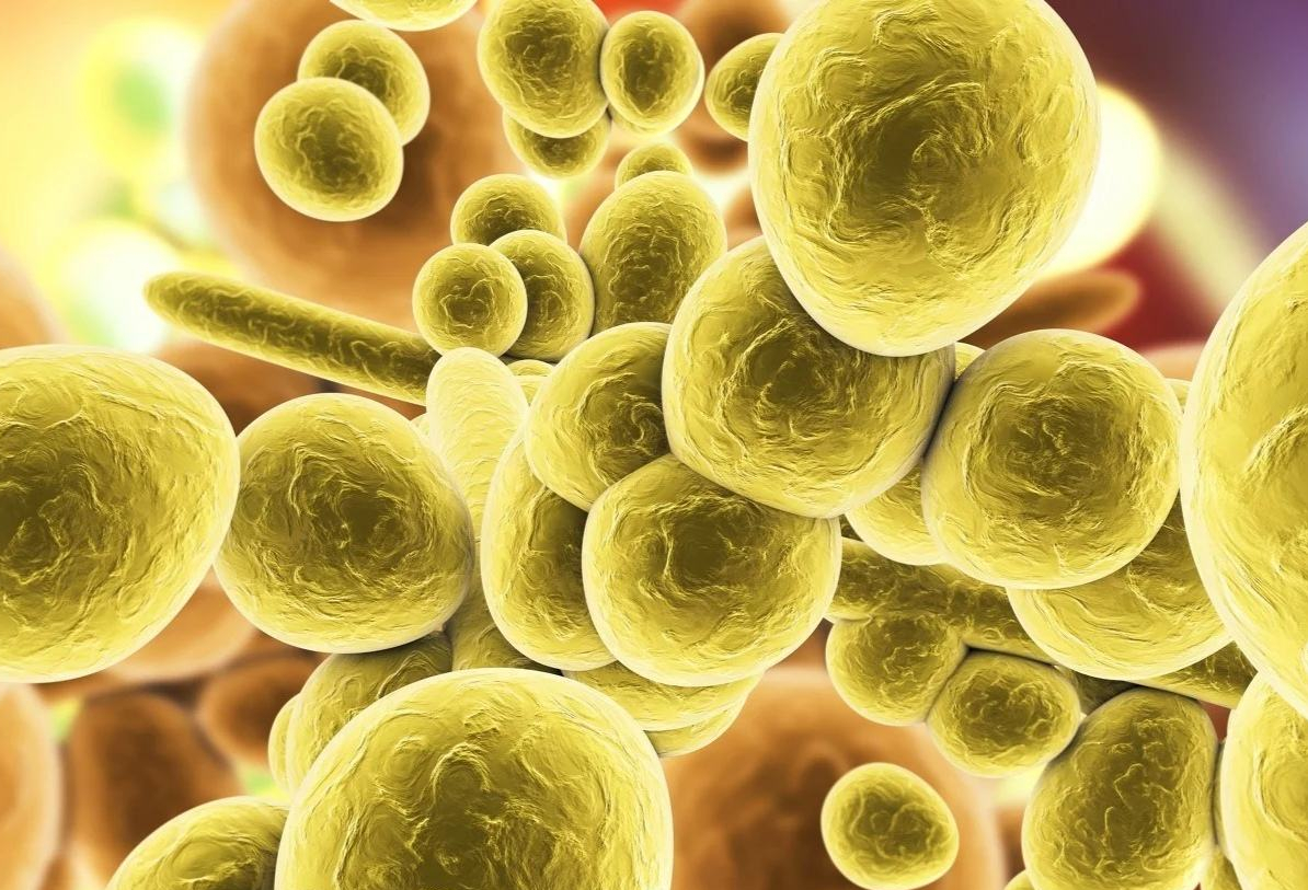 酵母菌是单细胞生物吗?