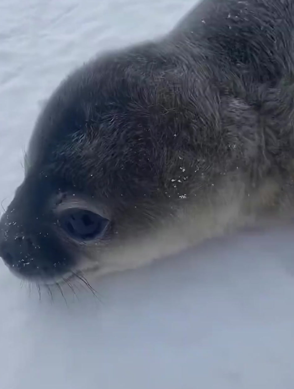 超级可爱的海豹幼崽,太可爱了吧,好想撸他