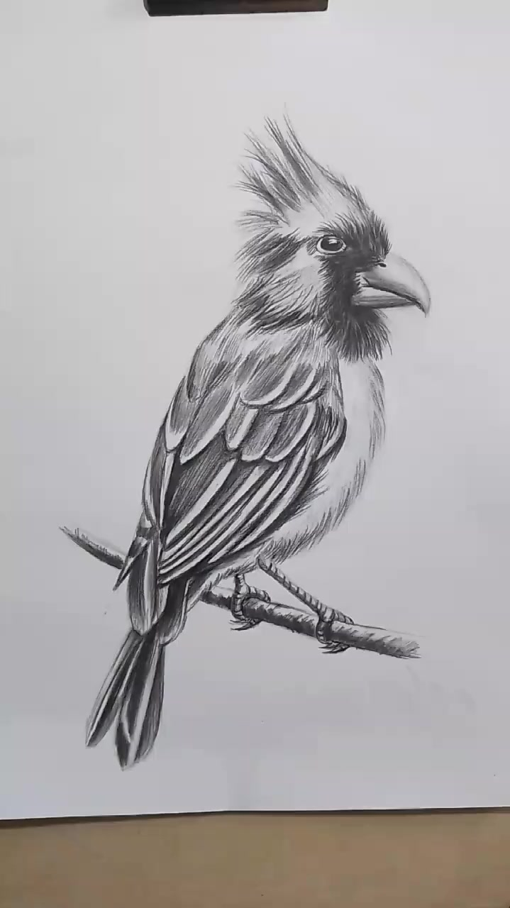 简单易学的素描动物鹦鹉画法-度小视