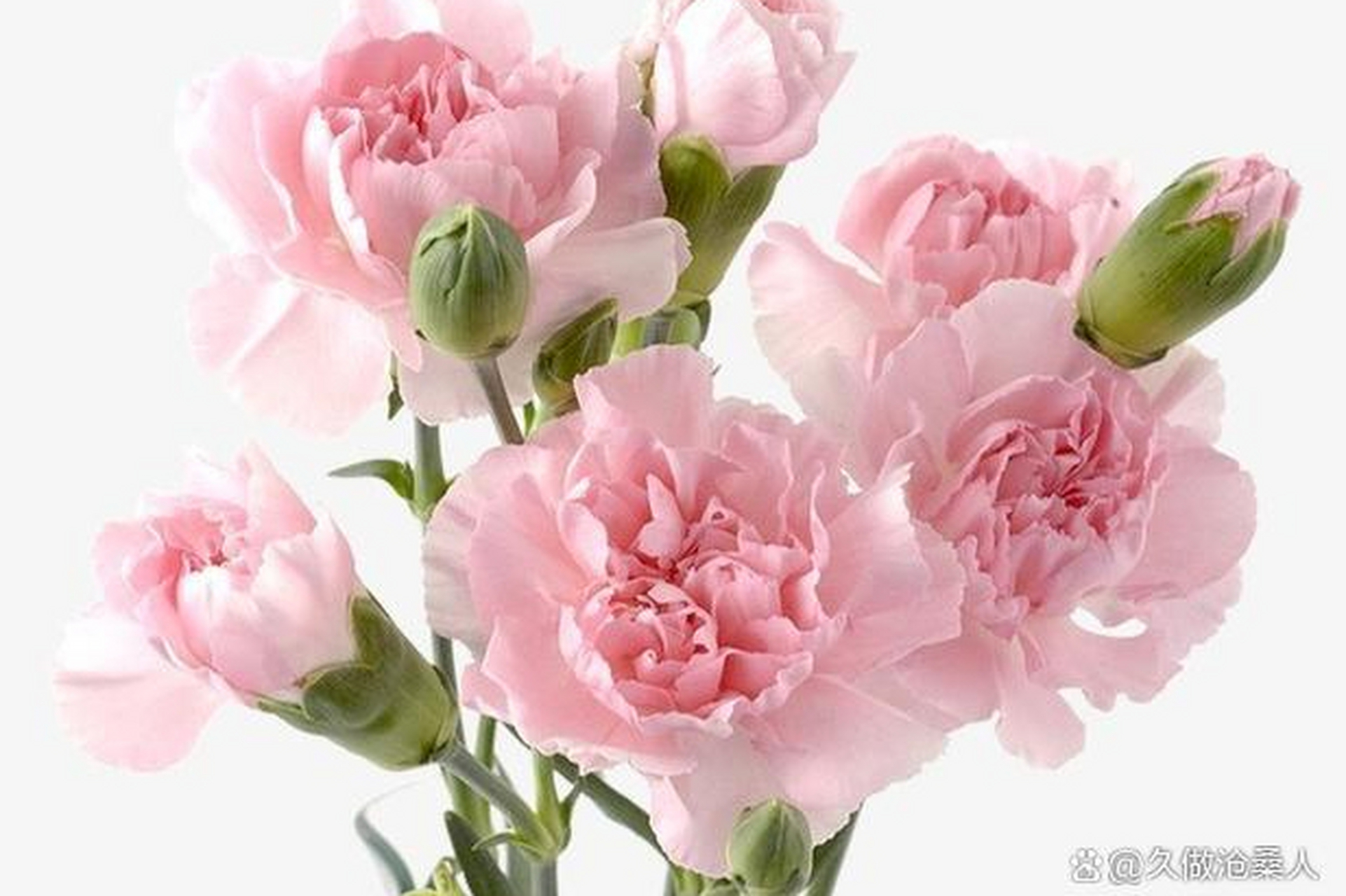 康乃馨的叶子形状和花朵颜色都非常适合表达这些主题,让人们能够感受