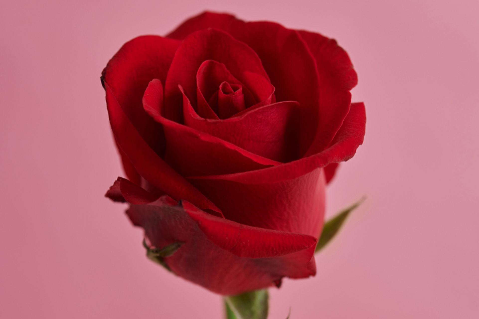 玫瑰花有不同的花期特征,气候条件如温度,日照和湿度也会影响开花时间