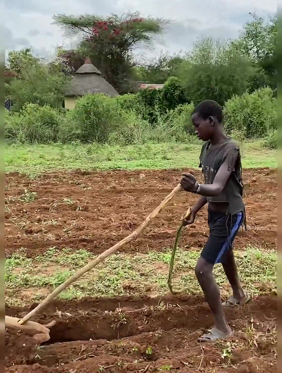 原始部落实拍,他们的小孩子就开始耕地了!