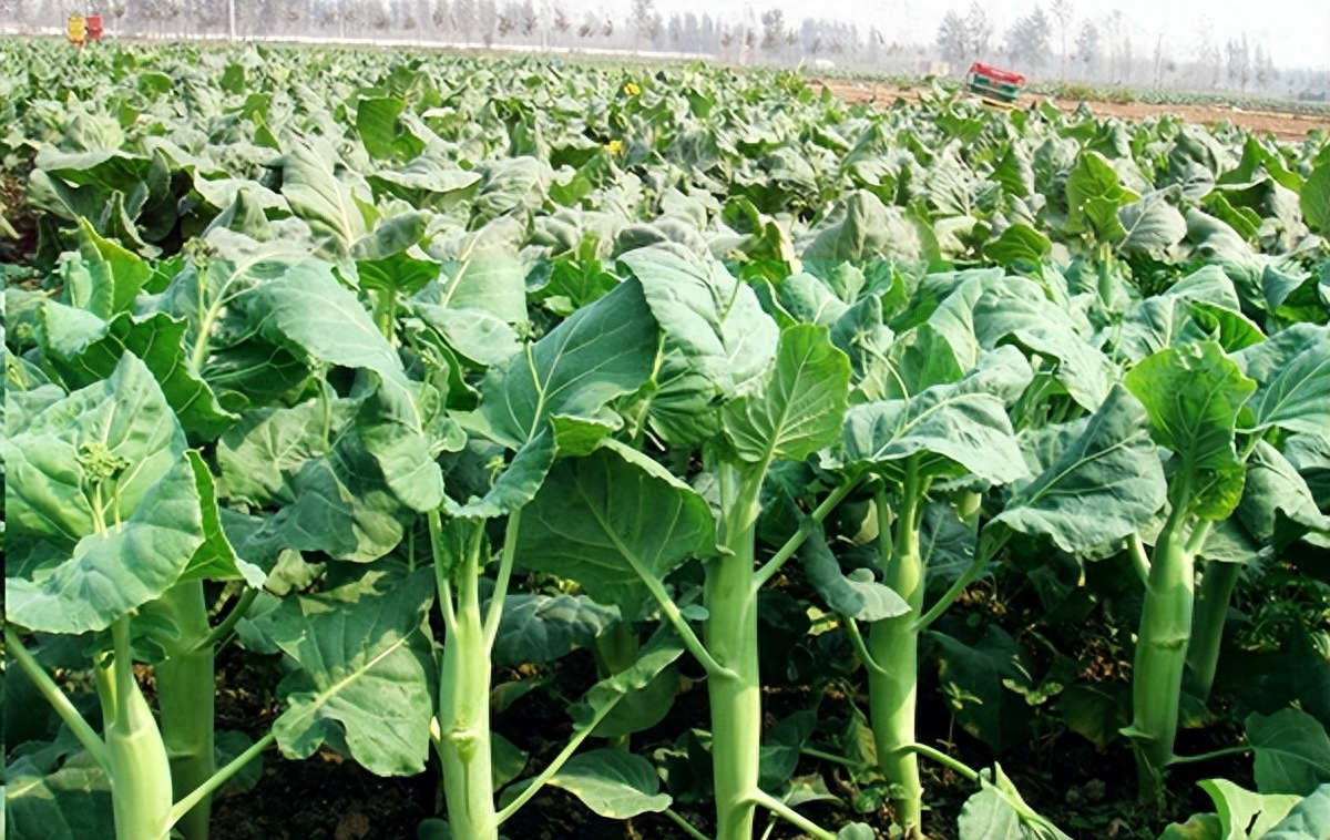 老樵谈三农:鸡腿芥蓝的种植方法和时间