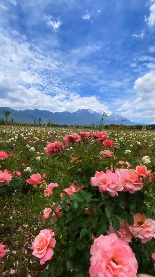 野外自然花风景图片图片