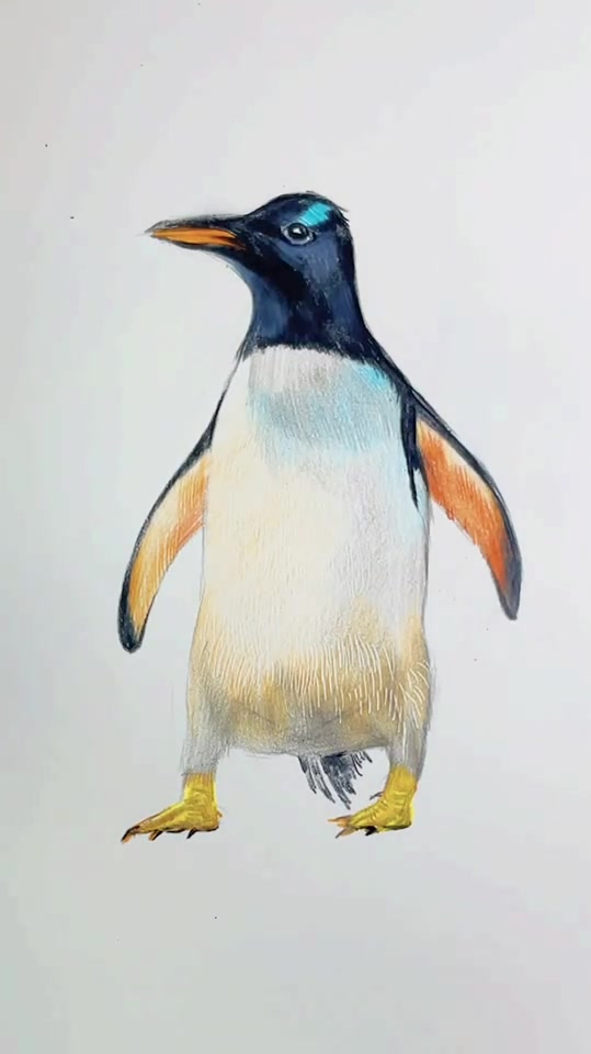 这么可爱的彩铅的企鹅