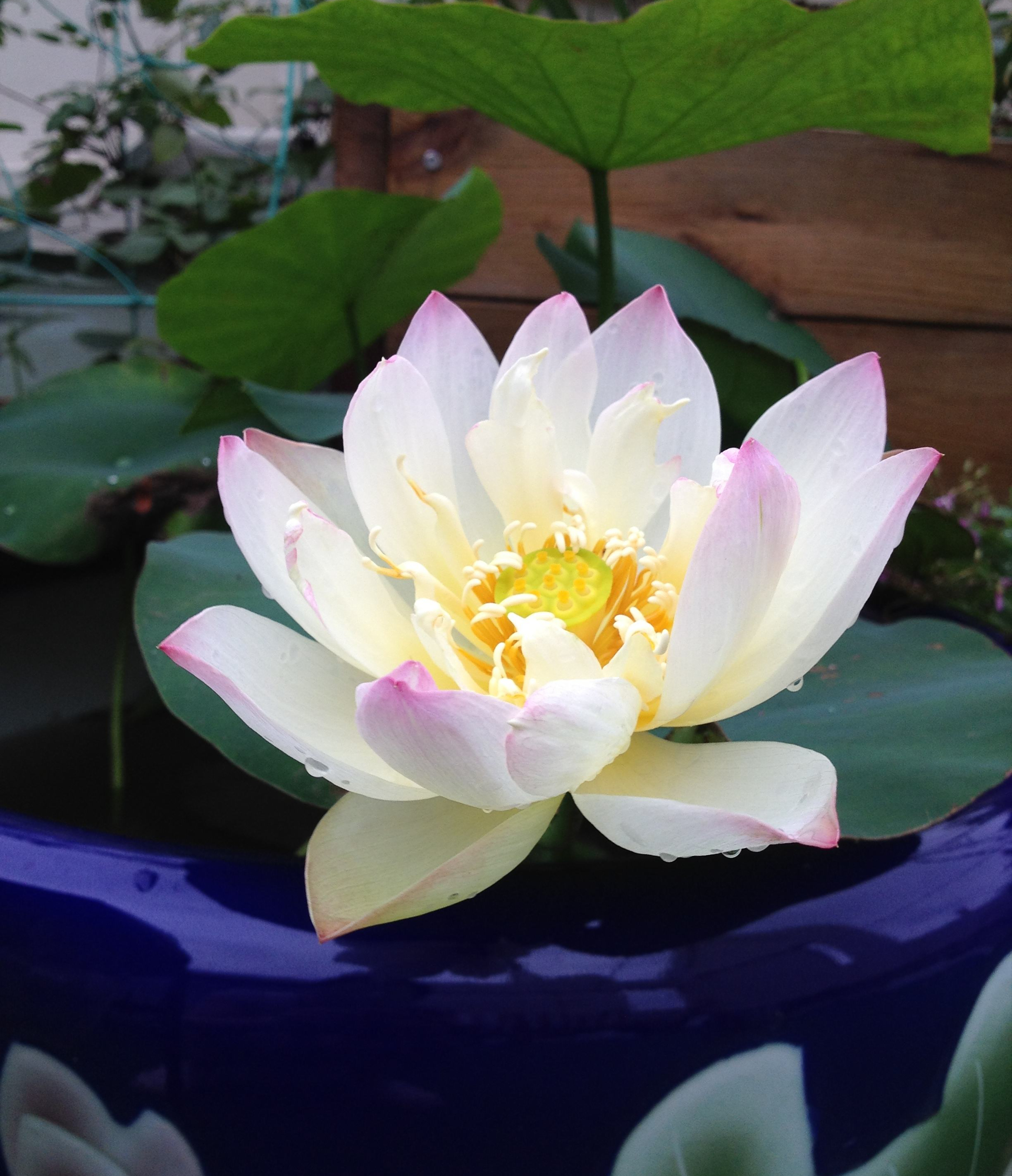 家中盛开七彩莲:碗莲种子的种植方法全过程