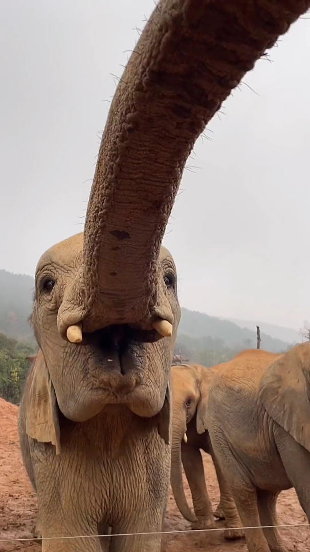 陆地上鼻子最长的动物大象 这口水有美容养颜作用哦