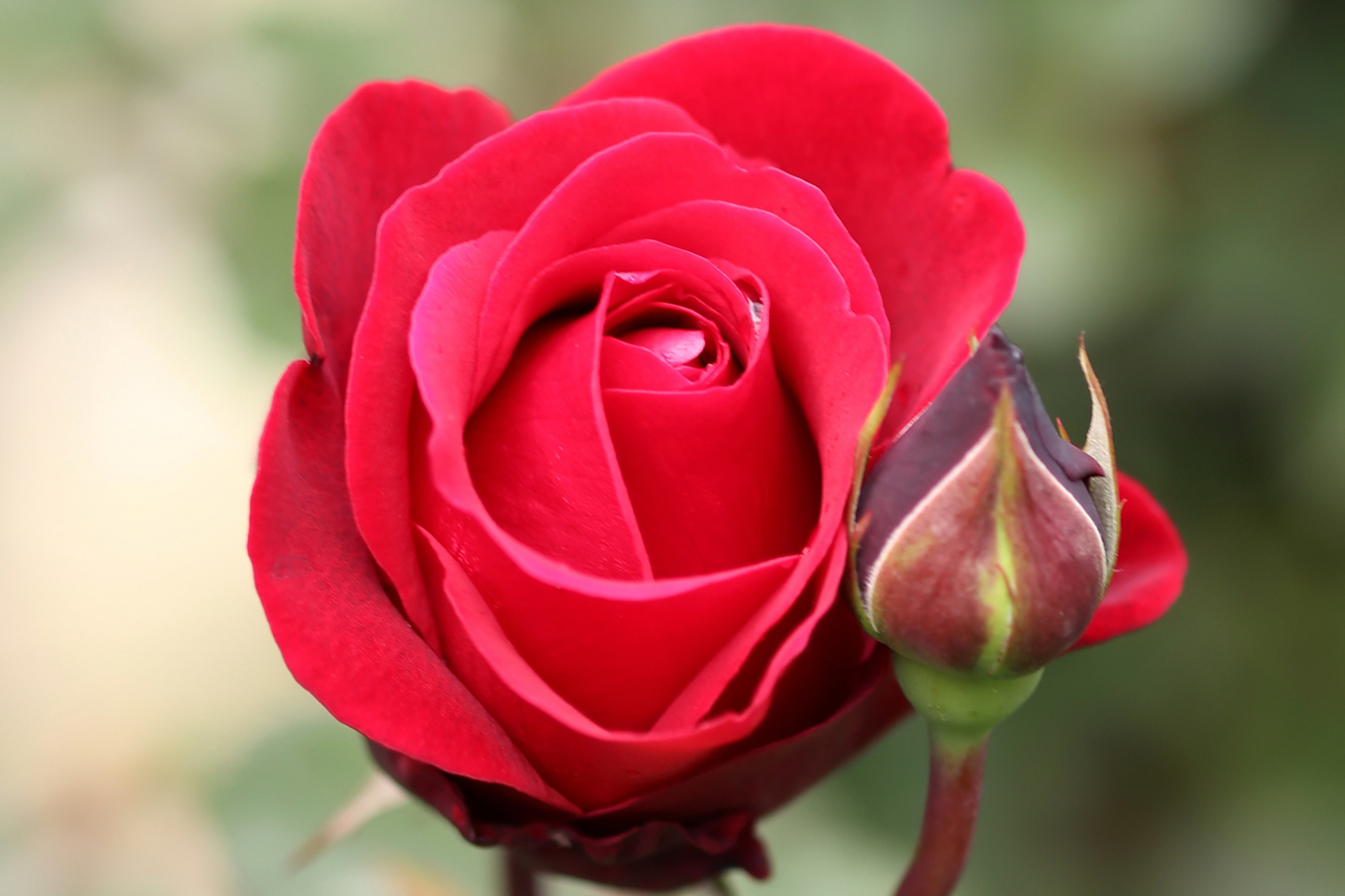 玫瑰花有不同的花期特征,气候条件如温度,日照和湿度也会影响开花时间