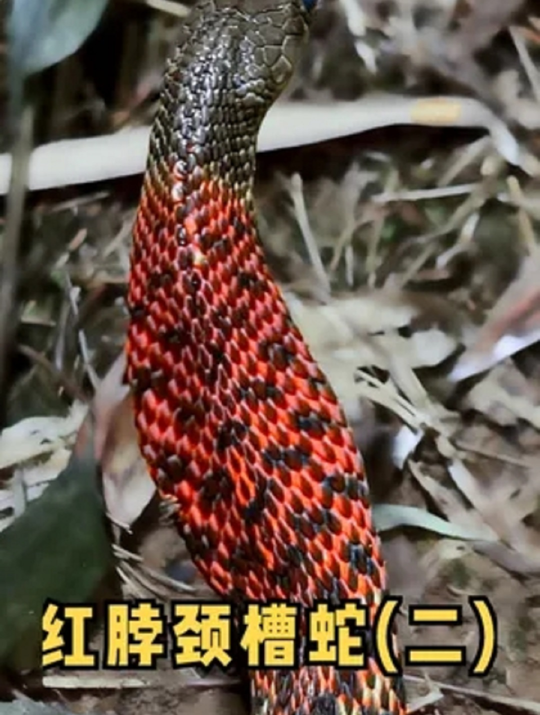 拥有双毒腺的蛇——红脖颈槽蛇