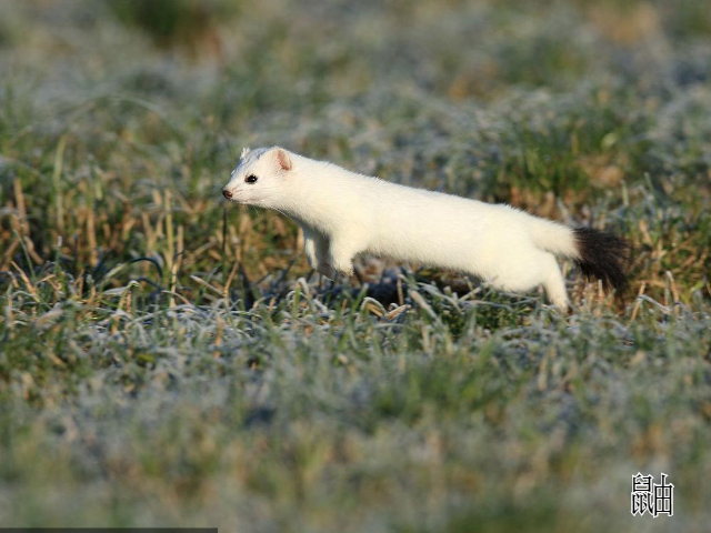 貂和鼬的区别是什么?