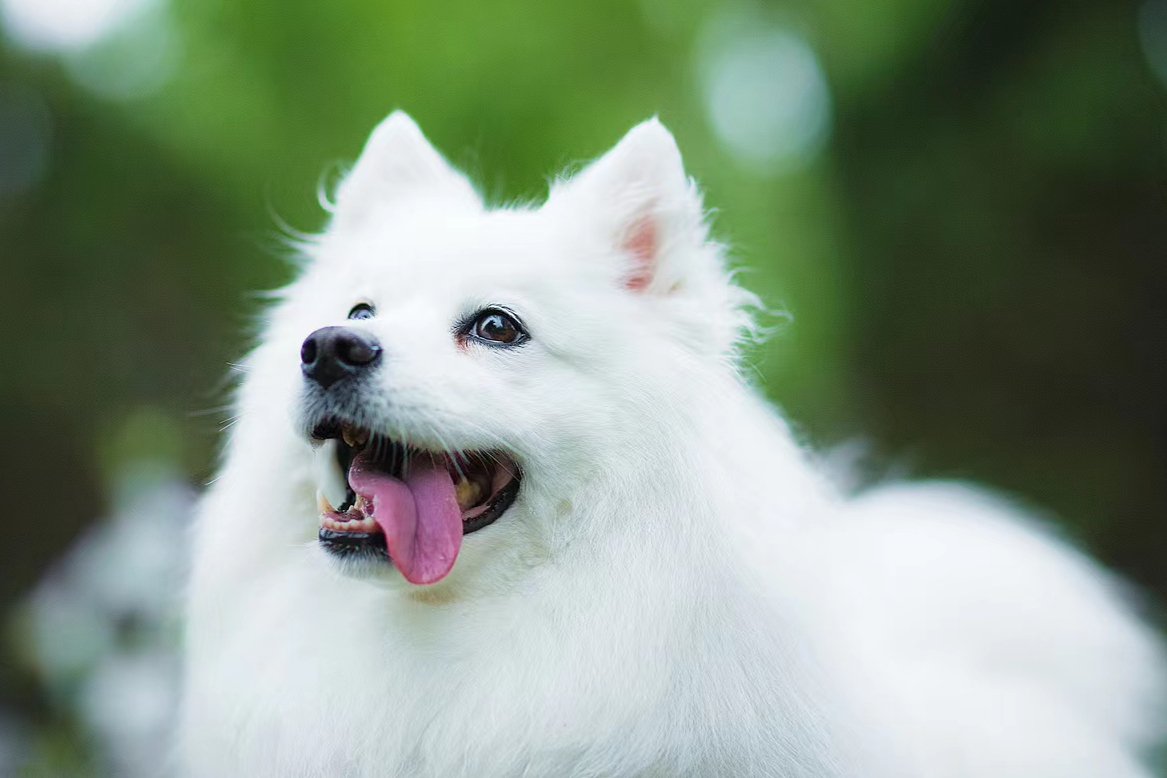 养一只日本银狐犬,你一定要知道的事