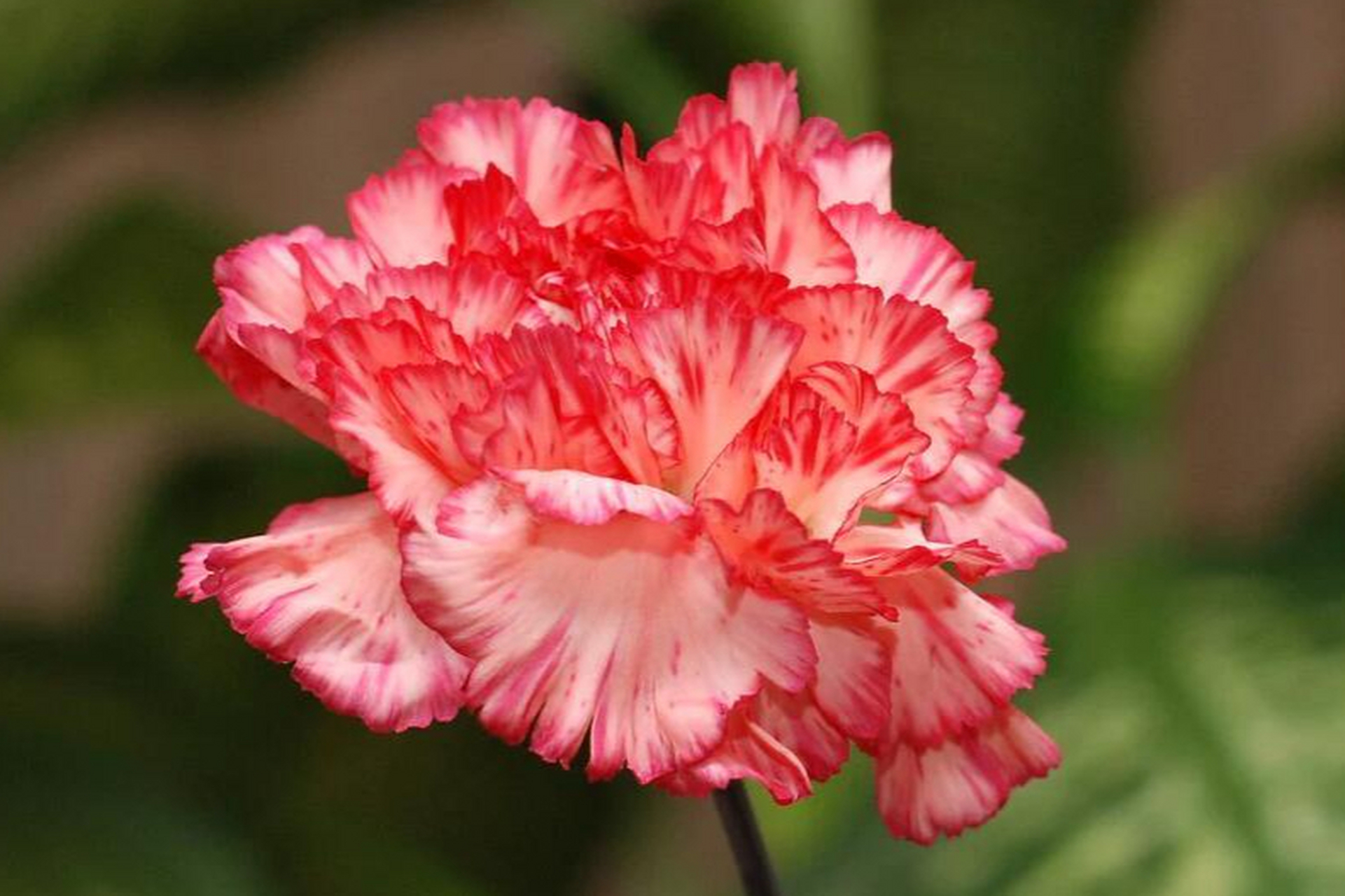 康乃馨是一种受欢迎的花卉,具有美丽的花朵和多样的颜色.