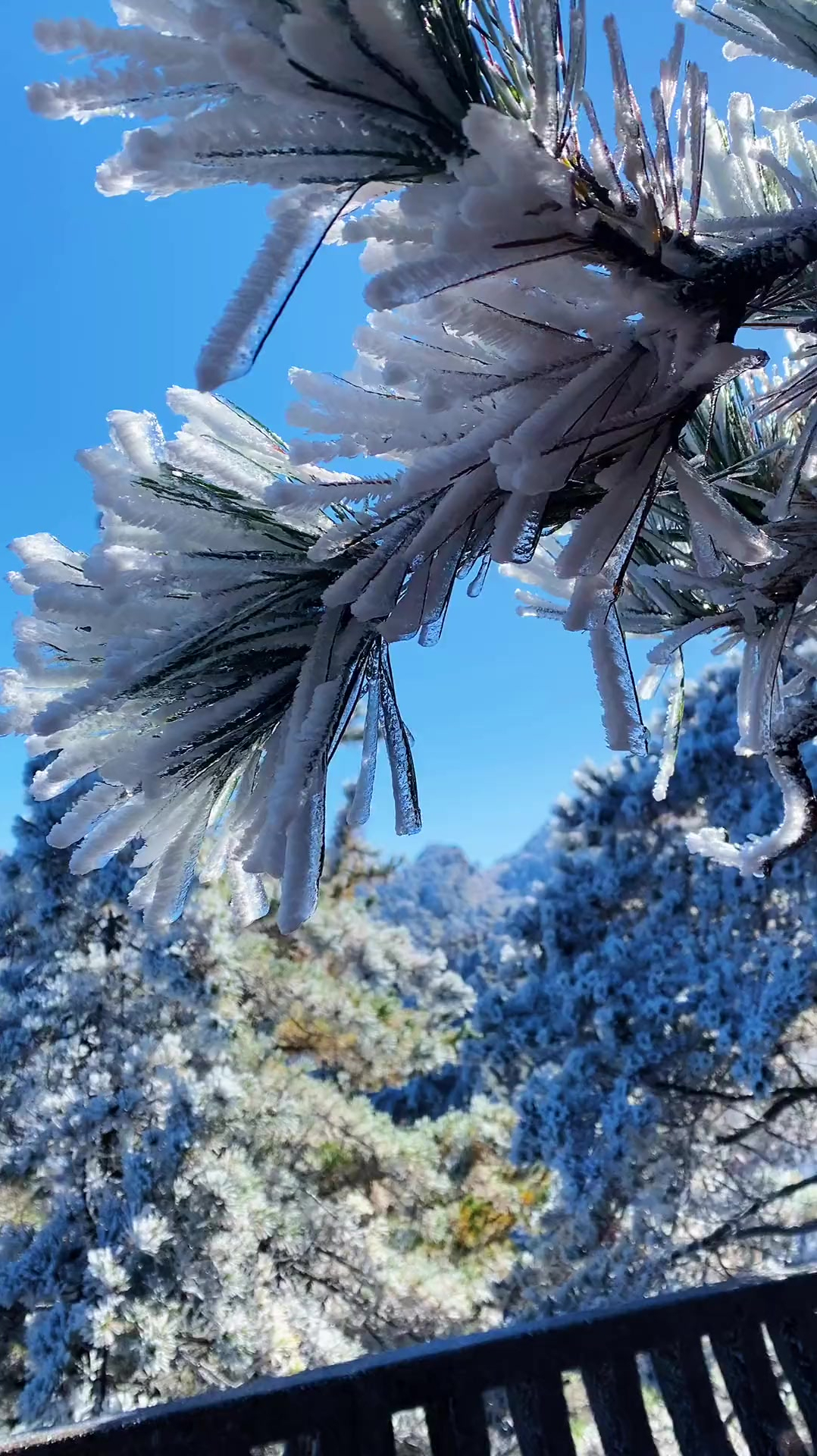 玉树琼花满枝头图片