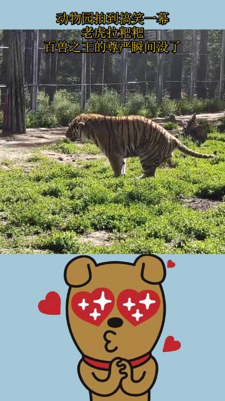 动物园拍到搞笑一幕老虎拉粑粑百兽之王的尊严瞬间没了