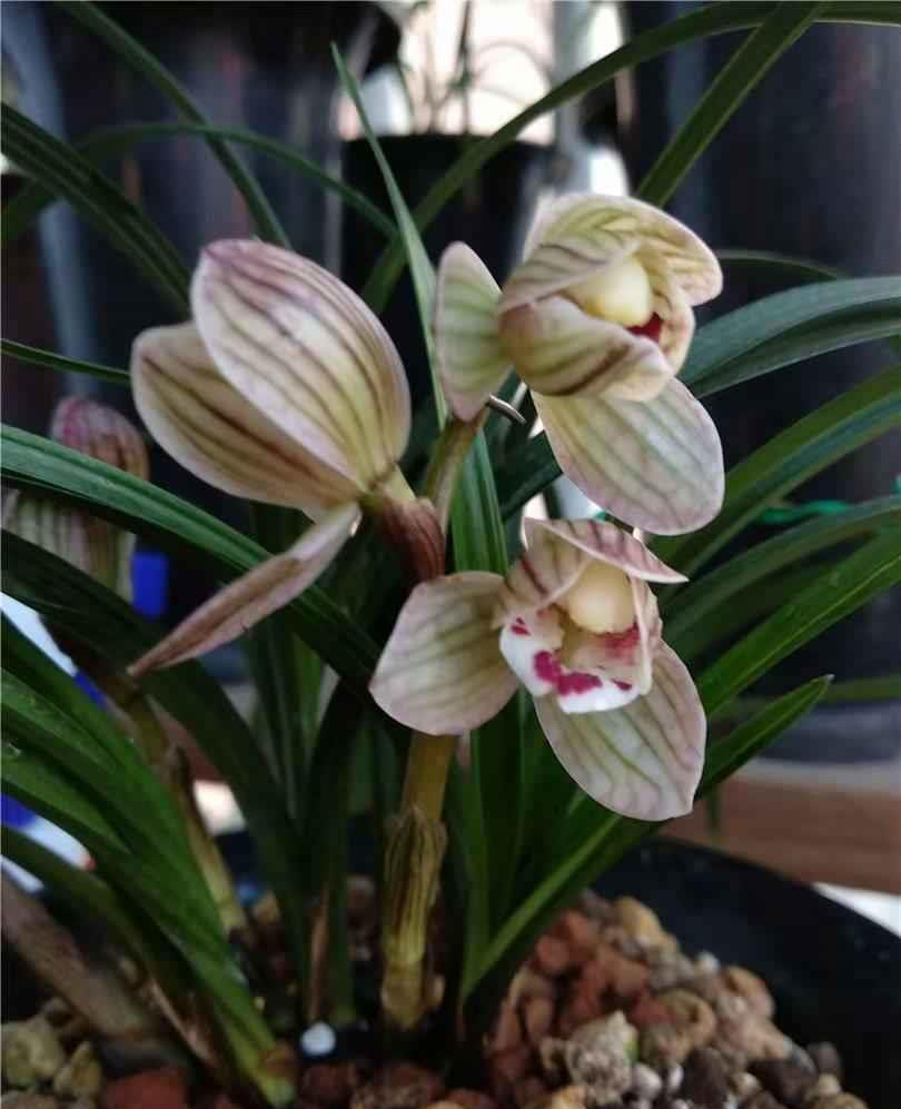 被无数兰友视为珍宝的莲瓣兰滇荷,清丽大方,花姿优雅,完美无瑕