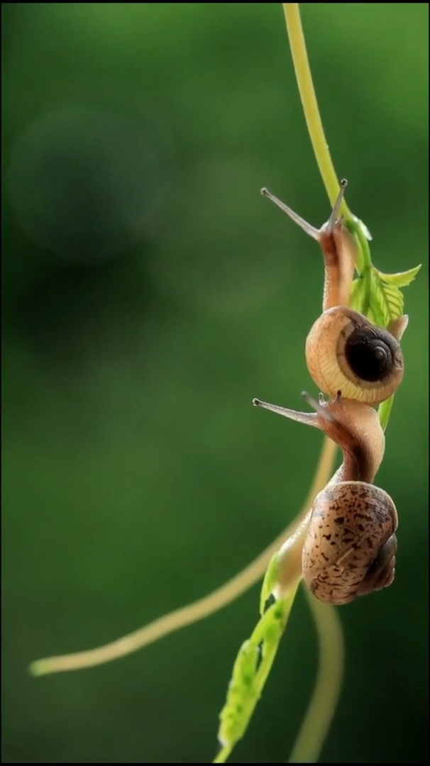 你们要的蜗牛图集来了这水妞儿才叫嫩模定格美好你喜欢