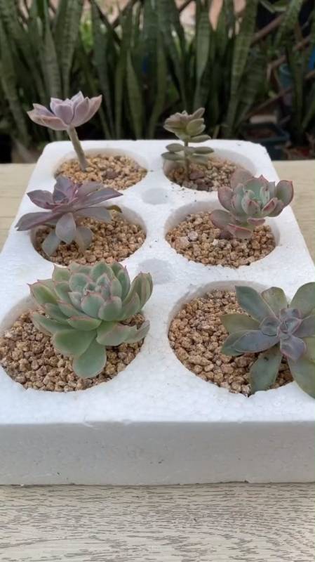 用泡沫箱种多肉,是不是很美?-度小视