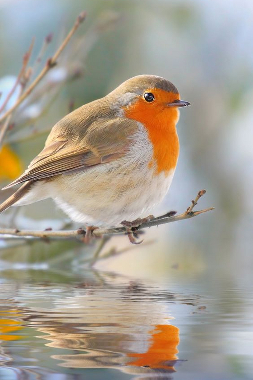 寒冬里的知更鸟