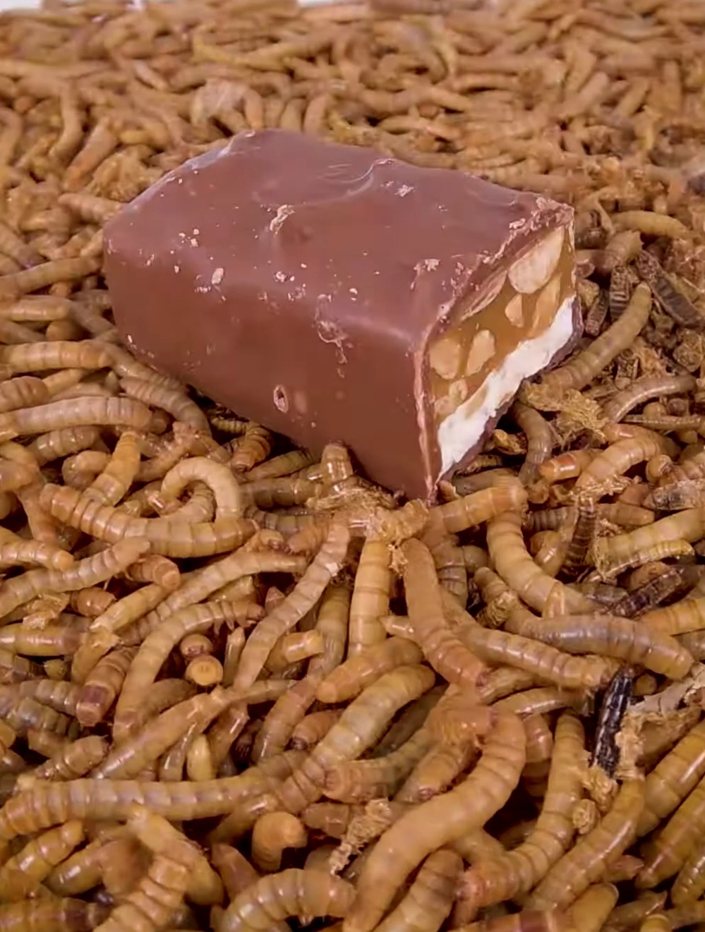 10000条面包虫多久能吃完一块士力架?