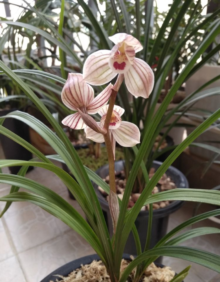 莲瓣兰中的极品紫熙荷,一杆双花,姿态端庄,观赏性非常不错