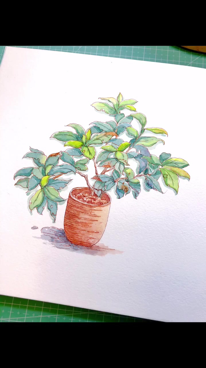 淡彩植物上色步骤钢笔淡彩水彩